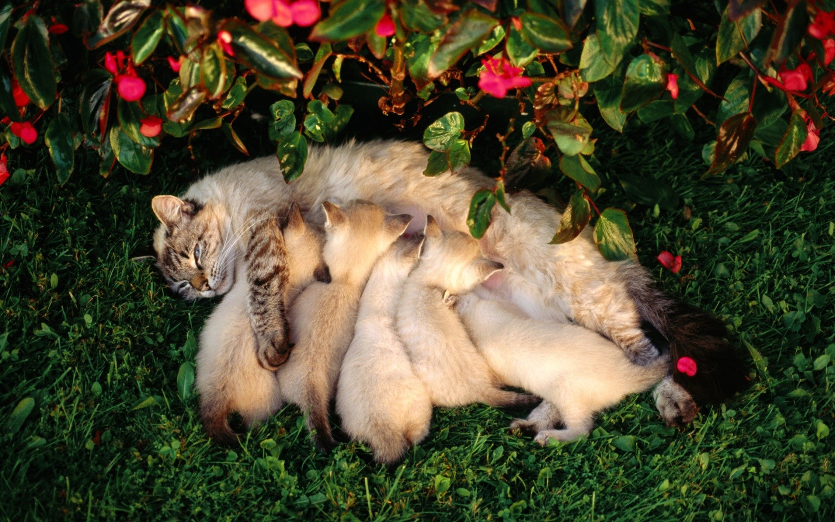 cat horses feeding the cat