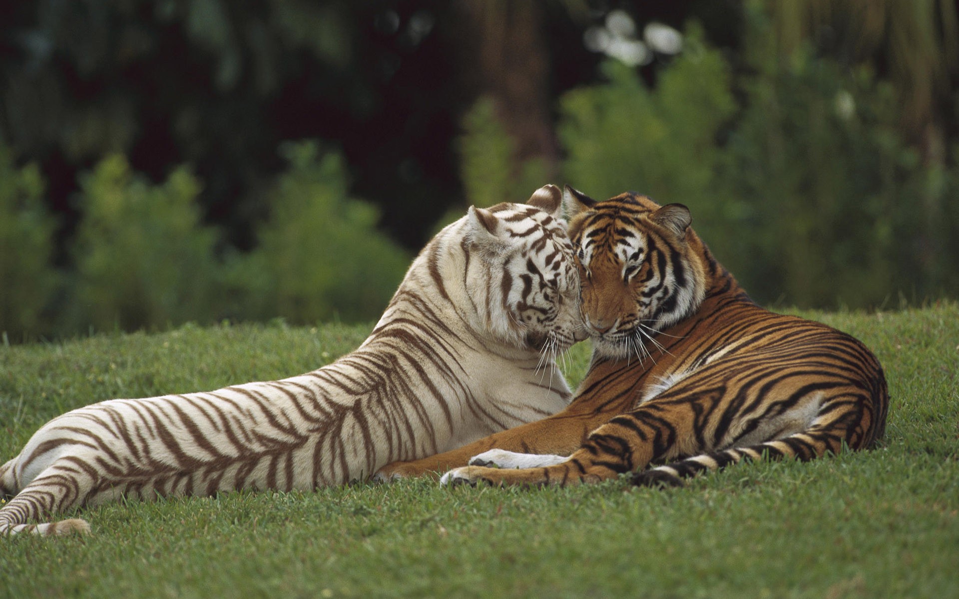 tigres depredador gato salvaje pareja amor