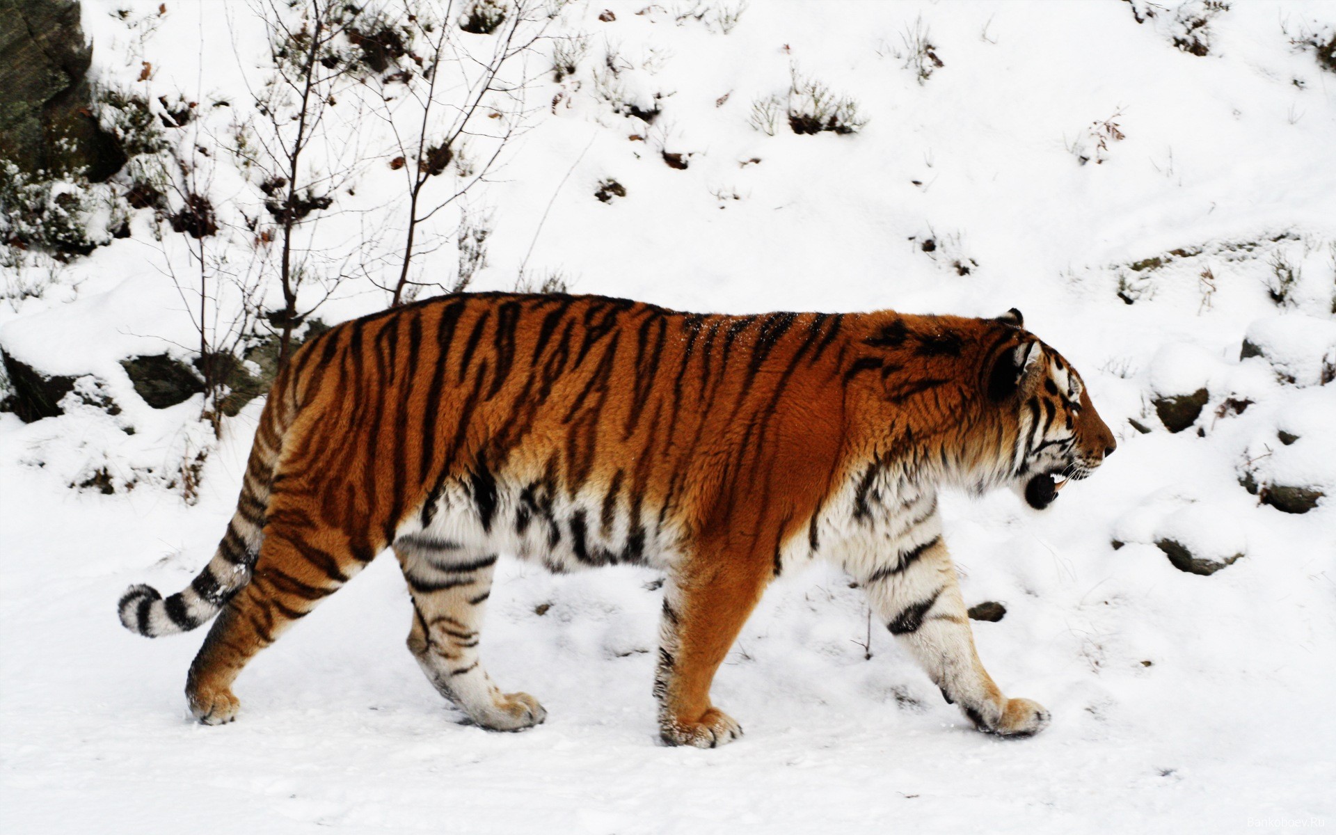 tigre nieve taiga invierno