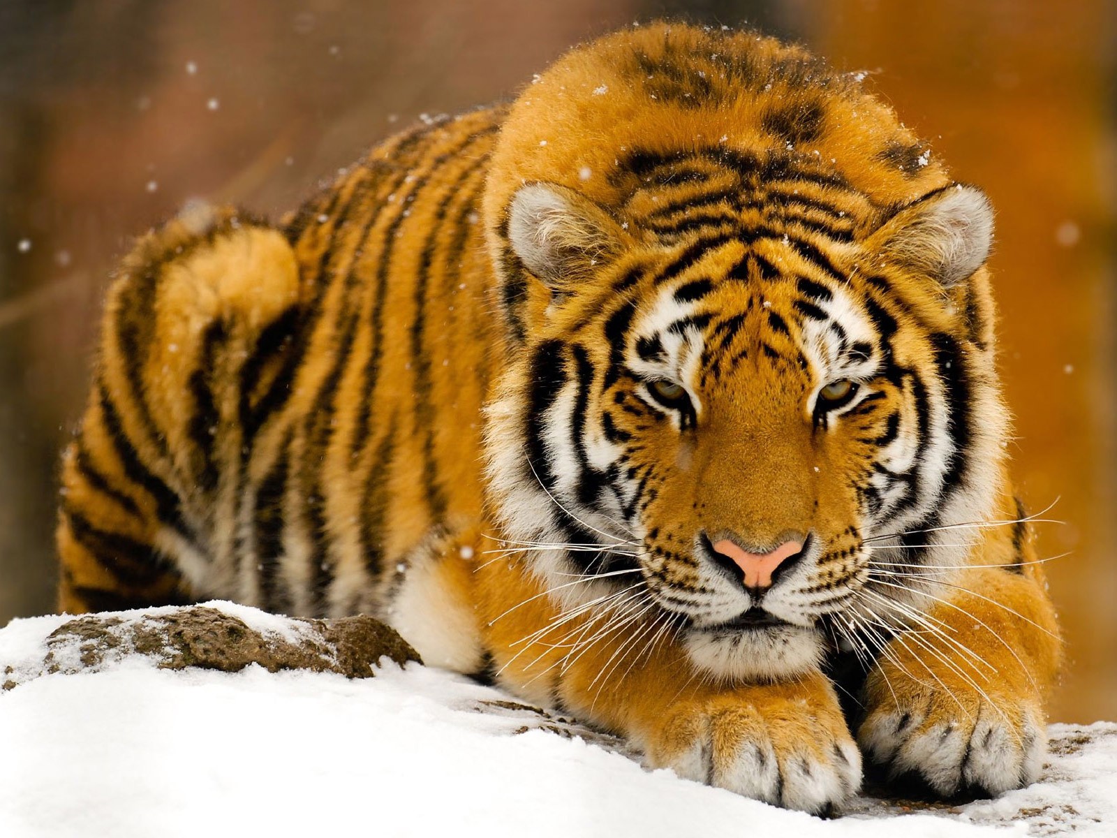 tigre neve inverno bestia predatore rosso