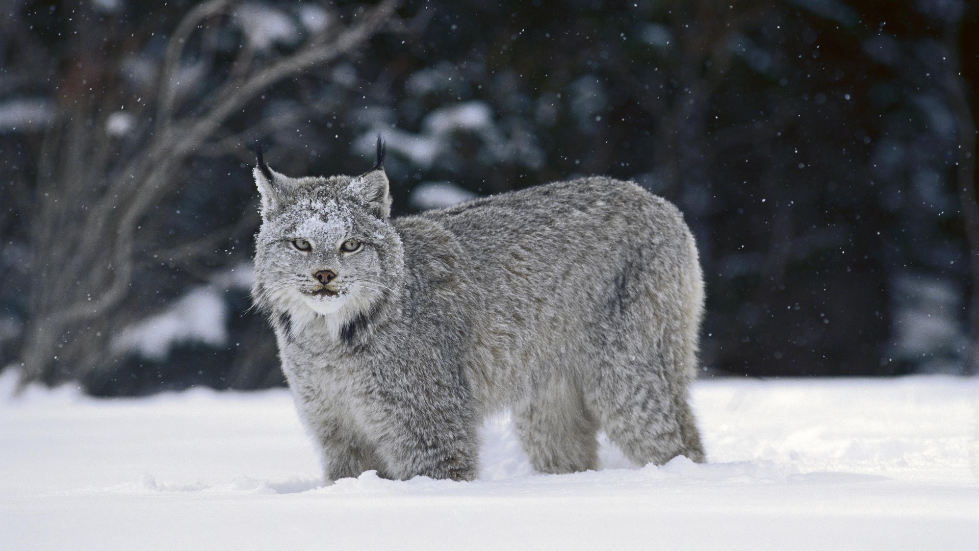 lynx hiver neige