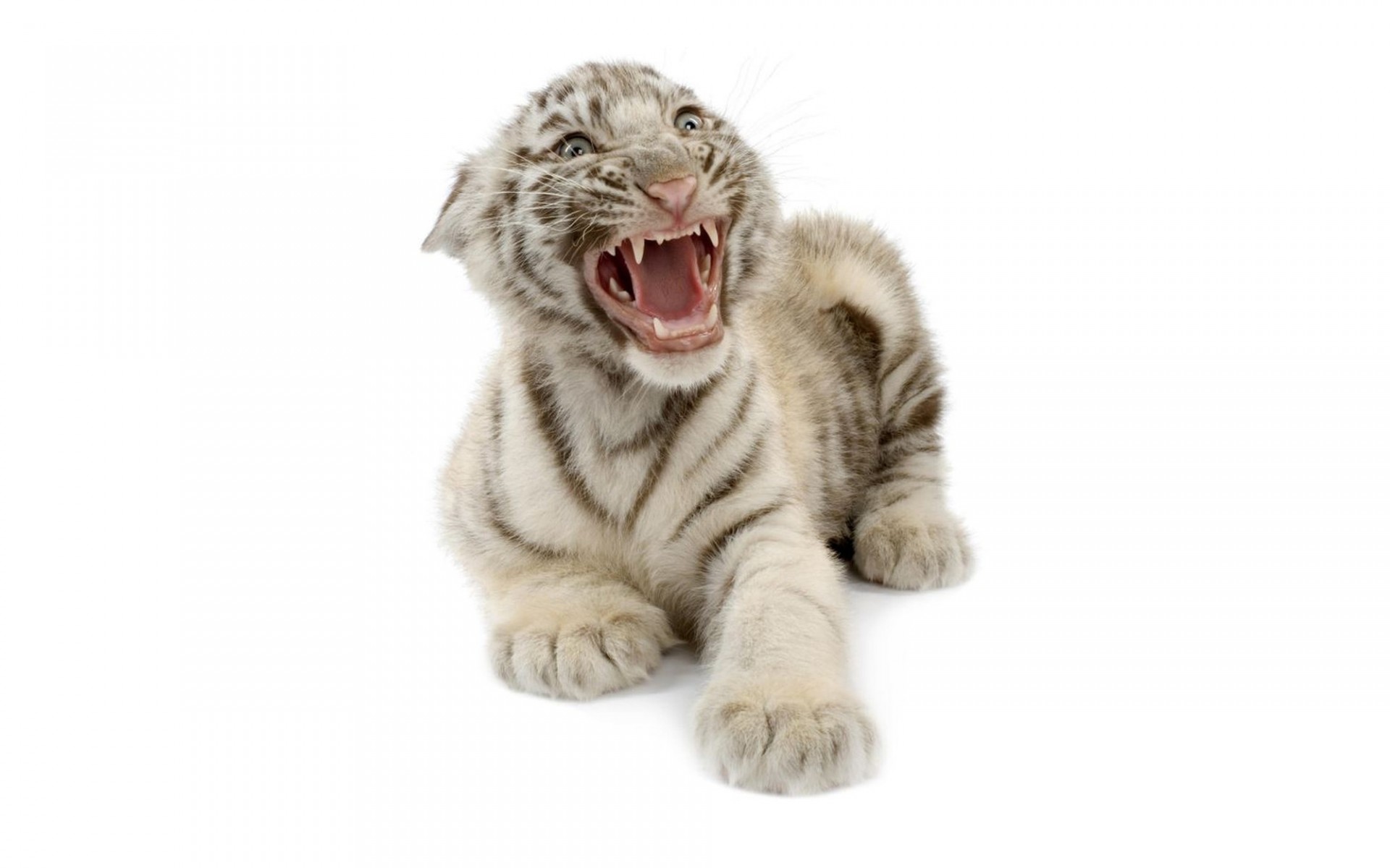 tiger tiger cub white bengal tiger