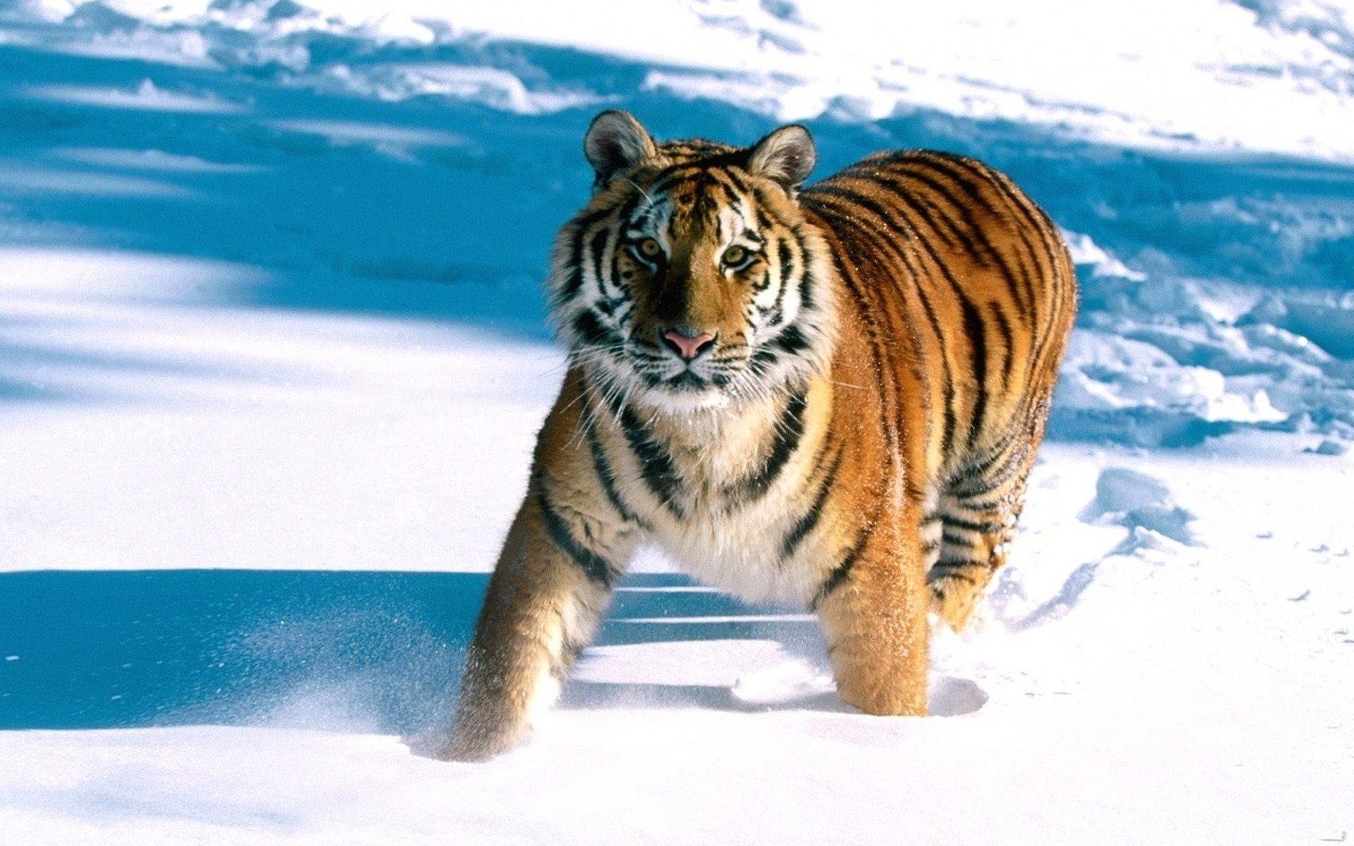 tiger schnee