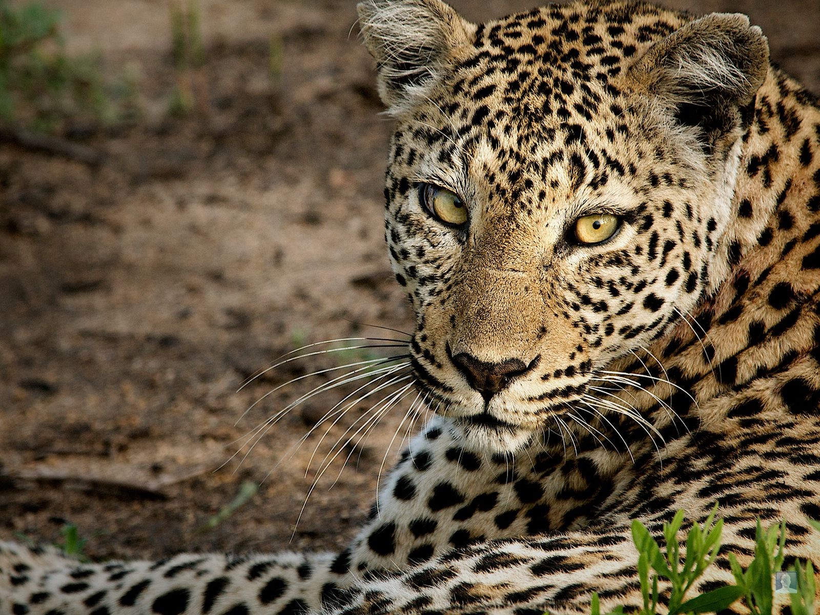 leopard schnauze blick