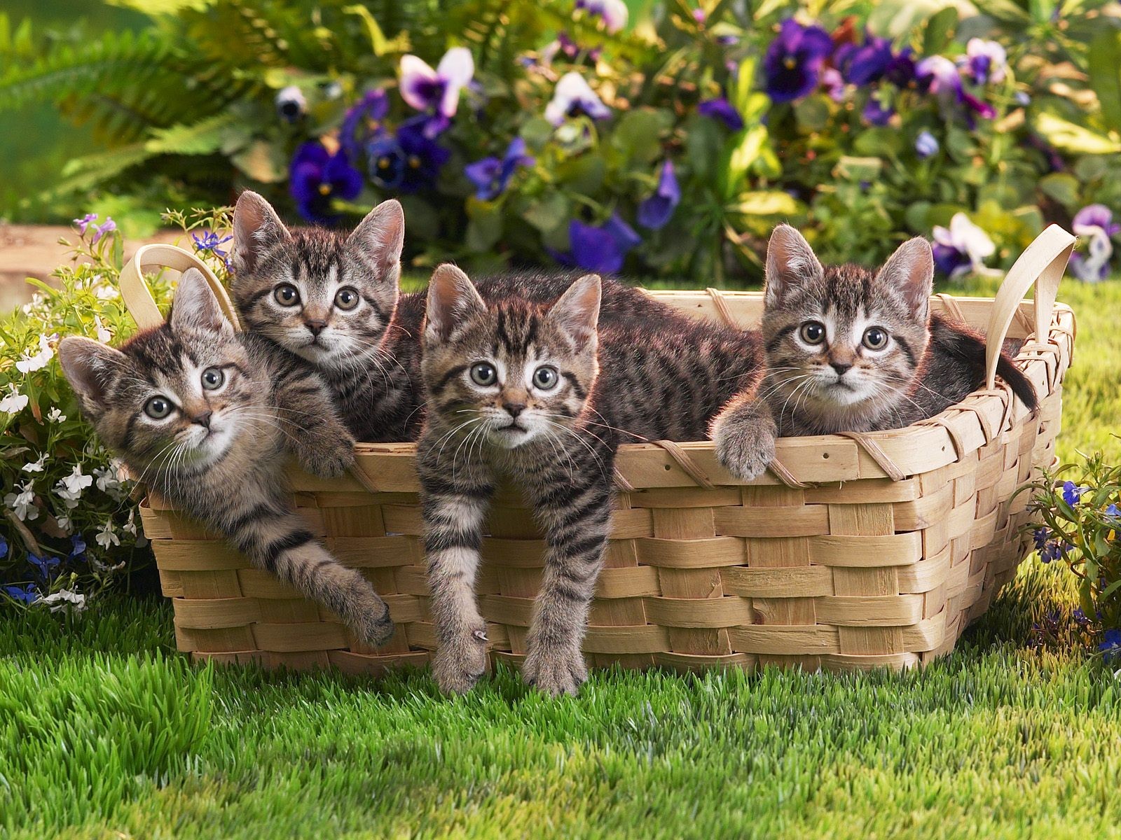 chatons panier herbe