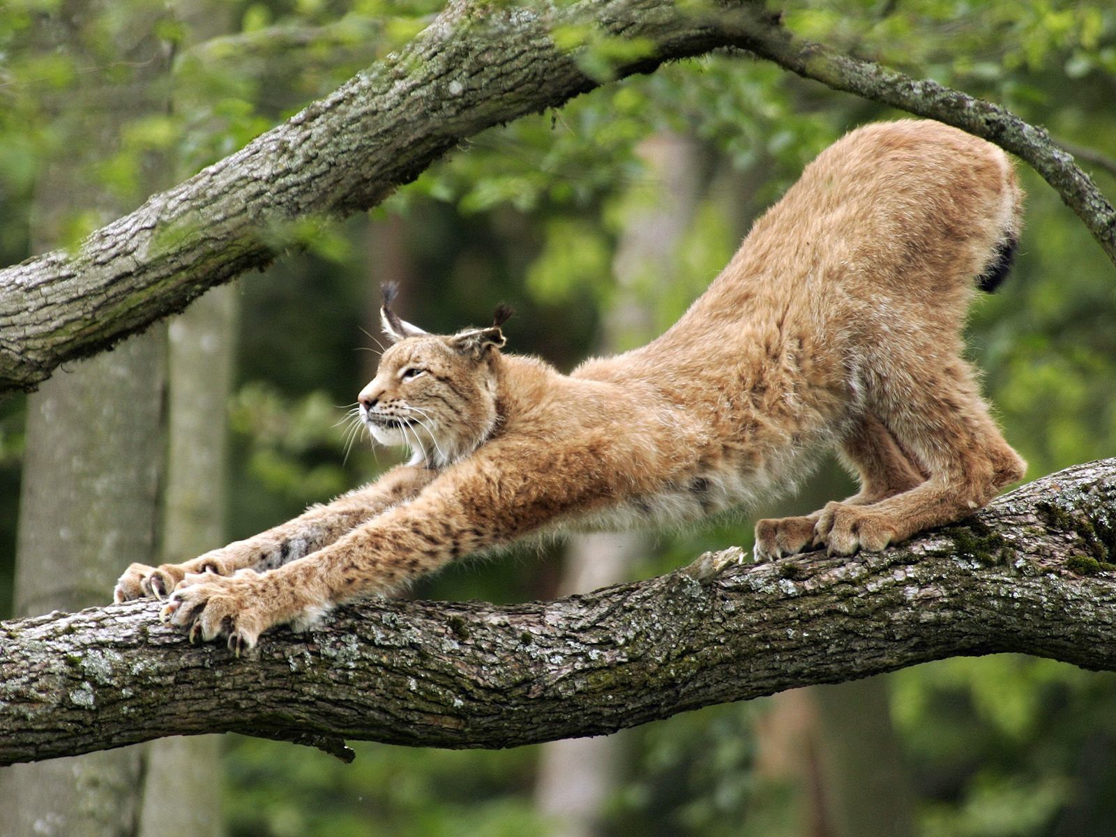 luchs baum krallen