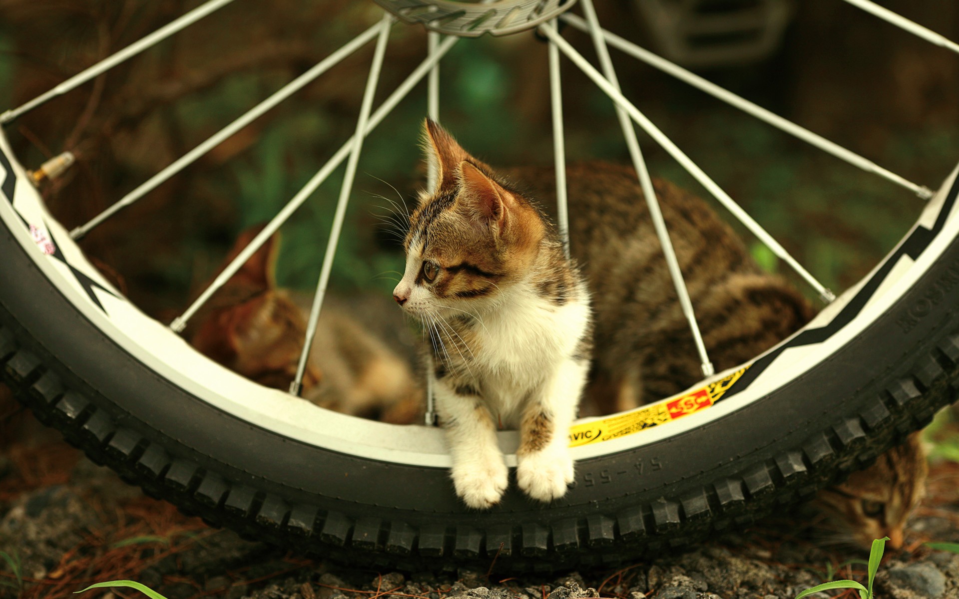 kitten wheel view needle