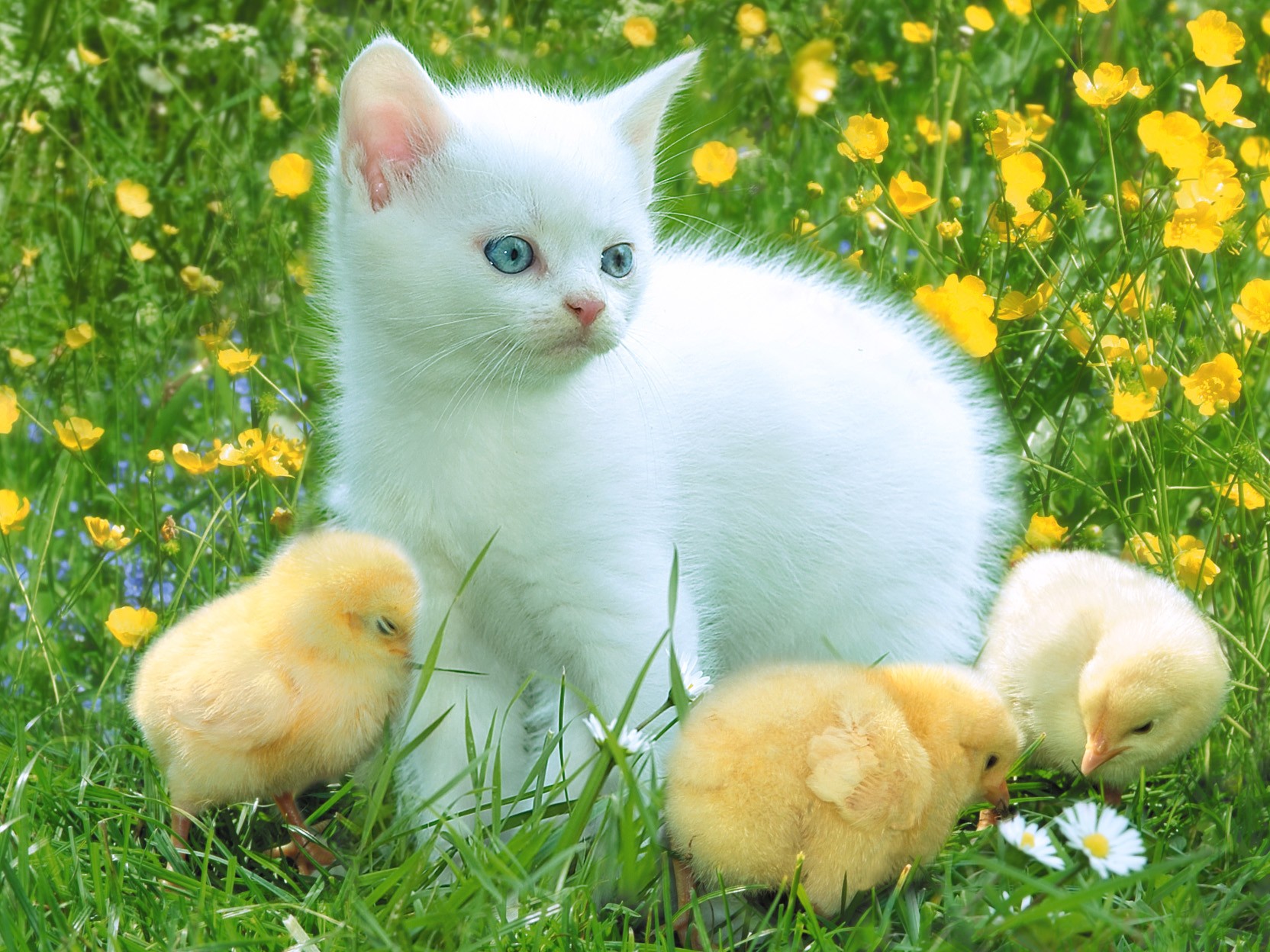 kitten chickens clearing chamomile