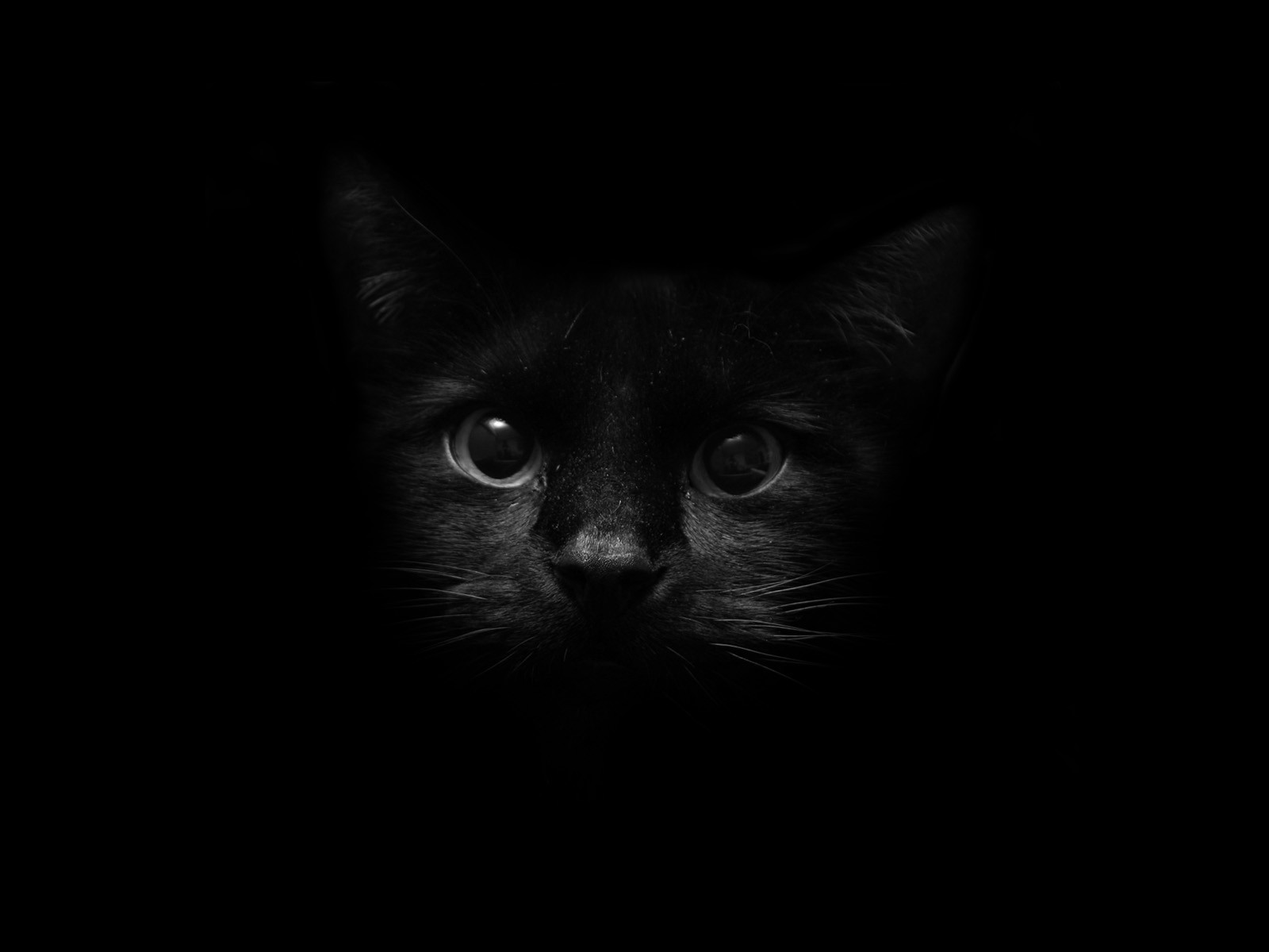 cat view eyes dark style