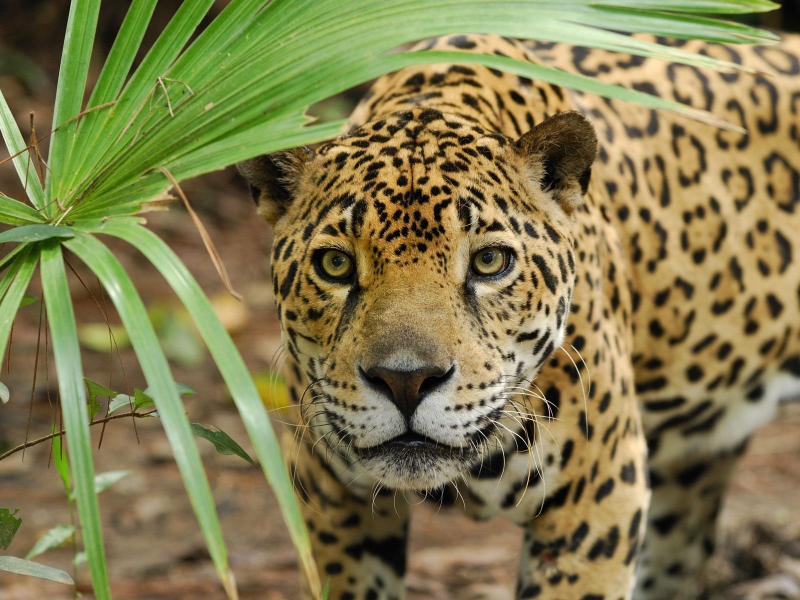 leopardo gatto gatto