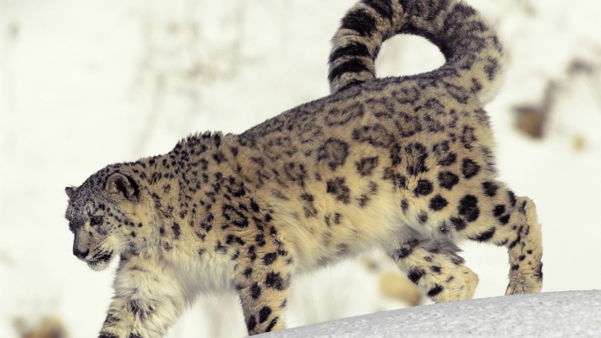 leopardo delle nevi neve freddo