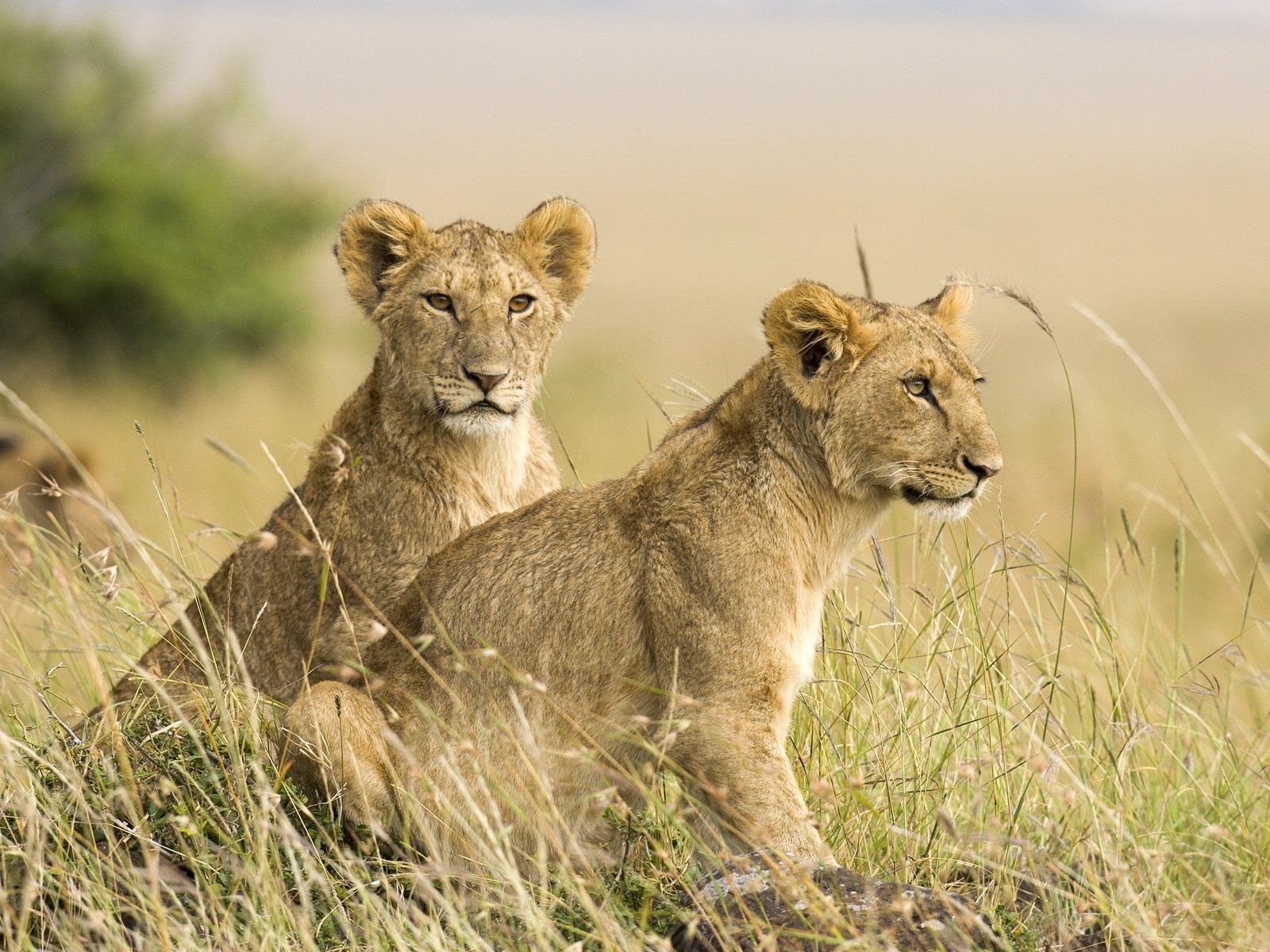 cubs lions leo savannah