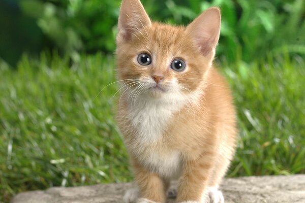 Chaton roux assis dans l herbe