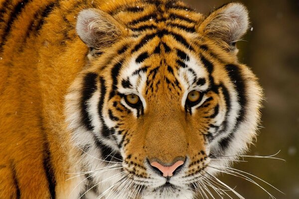 The predatory muzzle of a striped tiger