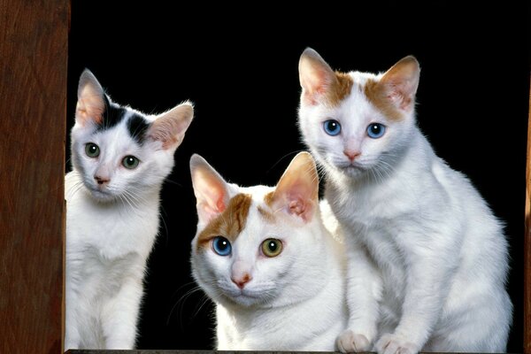 Tres gatos miran fijamente con sus ojos