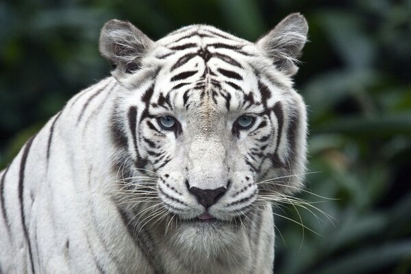 Tigre con un raro color blanco