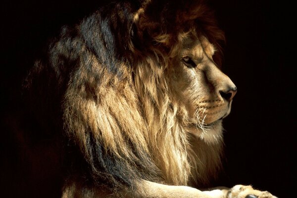 A lion with a big mane in the dark