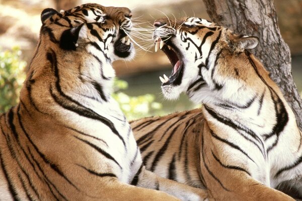 Conversation sensuelle de deux tigres