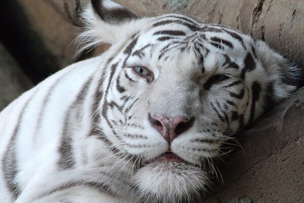 Weißer erwachsener Tiger Albino schlummert