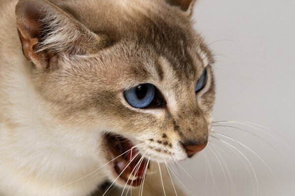 A blue-eyed cat with a beautiful look