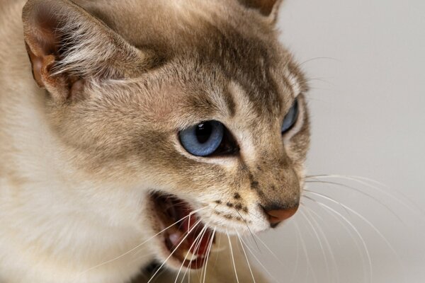 Gato de ojos azules con una hermosa mirada