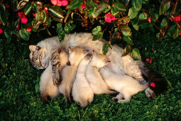 Stillende Katze in der Natur mit Kätzchen