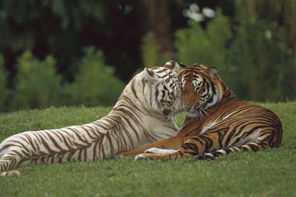 Wild predators tigers cuddle on the grass