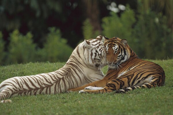 Tigres prédateurs sauvages câlins sur l herbe