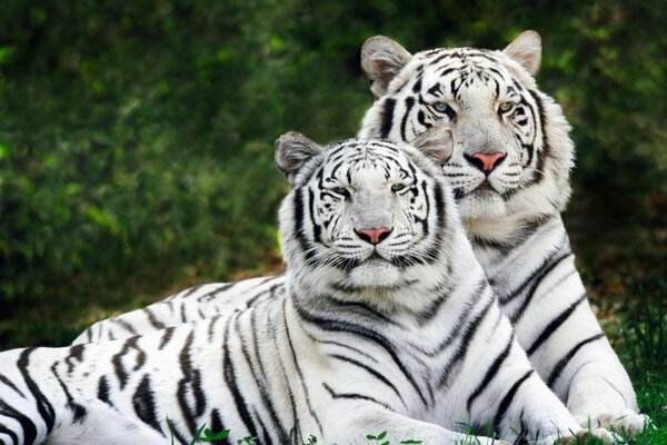 Par de hermosos tigres blancos