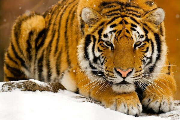 Tigre endormi en hiver sur la neige