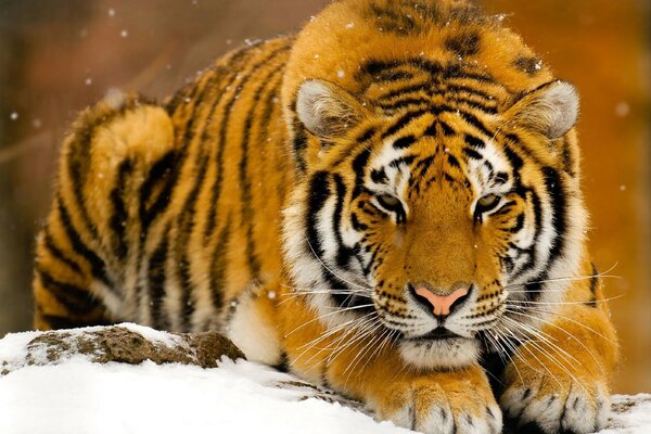 The tiger is lying on the white snow