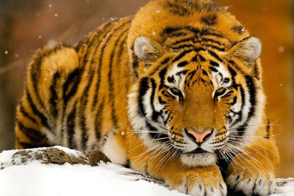 Tygrys leży na białym śniegu
