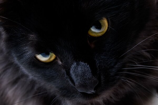 The look of a black cat is beautiful
