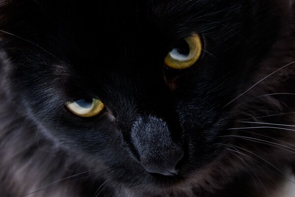 Bello sguardo del gatto nero