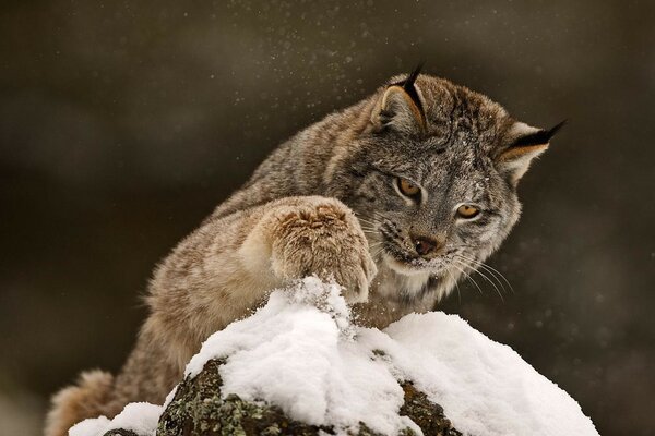 The lynx is playing with the snow with its paw