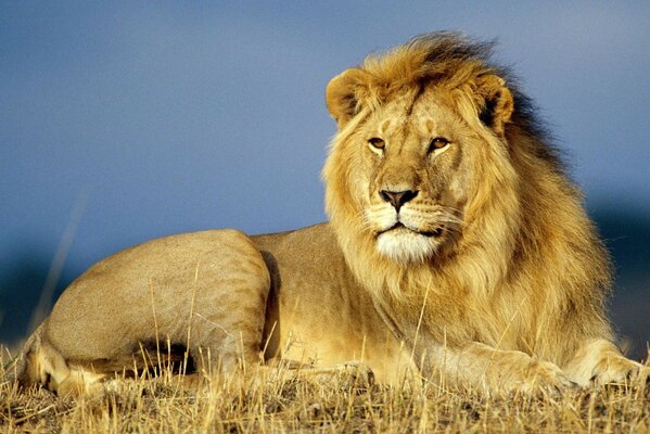 Grace and beauty of the King of beasts 