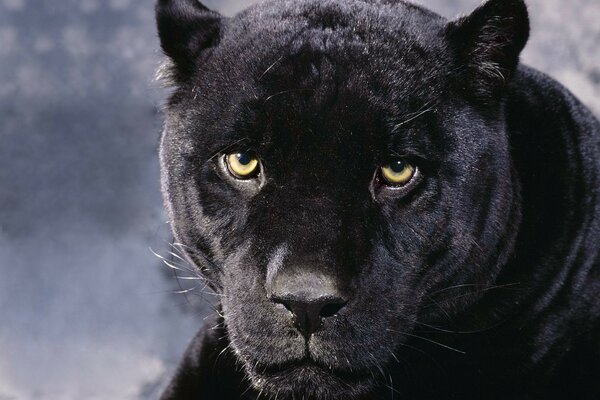 Pantera negra con una línea de mirada depredadora