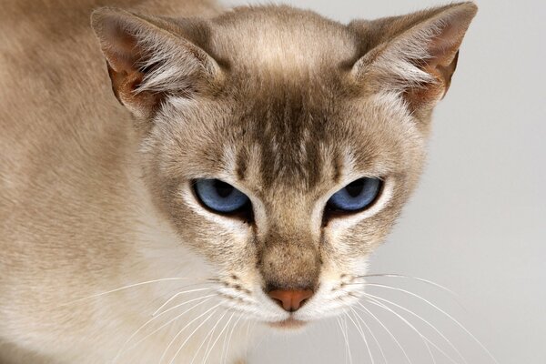 Der Blick der blauen Augen einer reinrassigen Katze