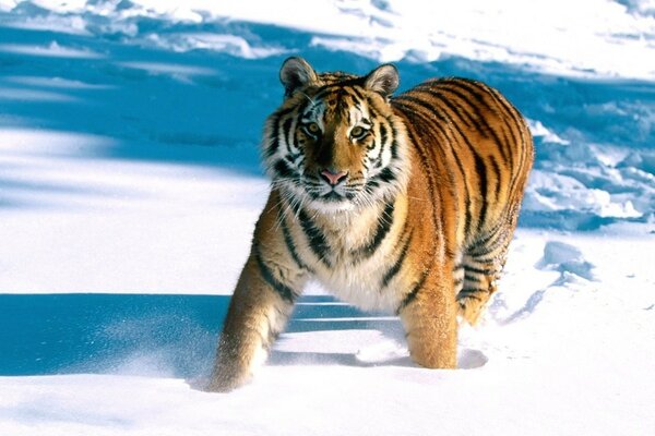 Tigre gracieux dans les champs de neige