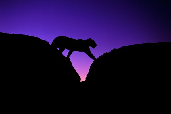 Silhouette di leopardo tra le pietre