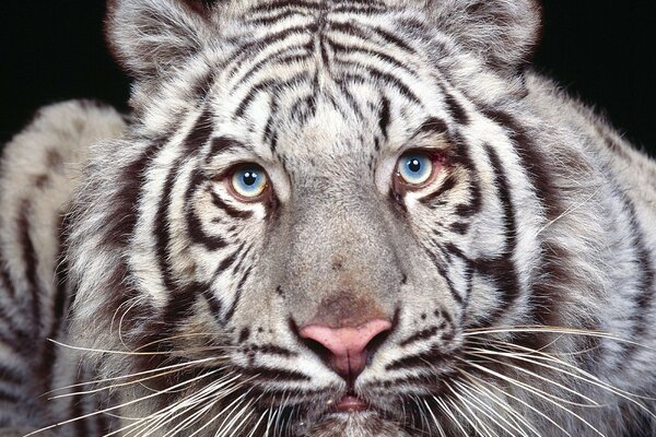 Foto eines weißen Tigers mit gelb-blauen Augen