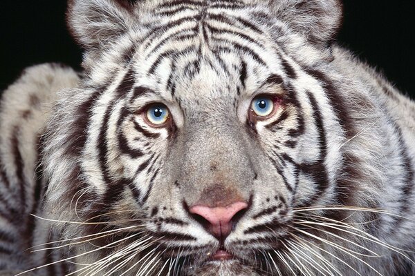 Zdjęcie białego tygrysa z żółto-niebieskimi oczami