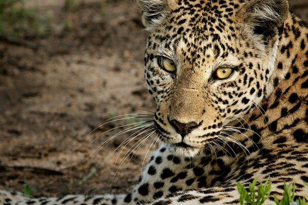 Regard aigu des yeux verts de léopard