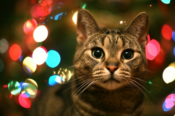 A cat in the cozy atmosphere of the garlands