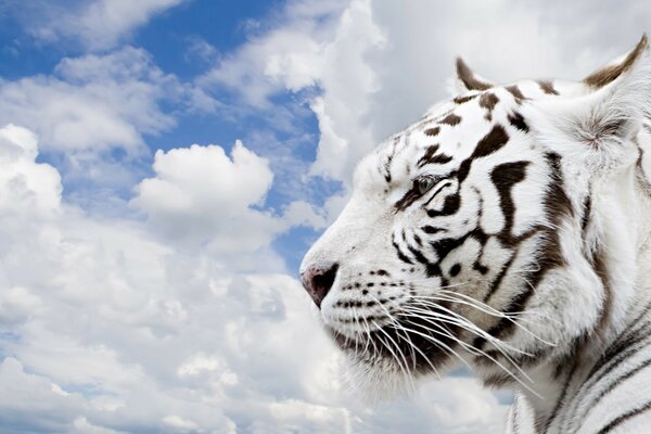 Weißer Tiger auf einem blauen Himmelshintergrund