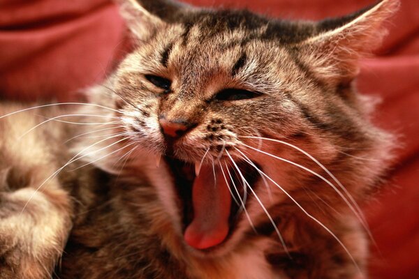 The cat with the long mustache yawned widely