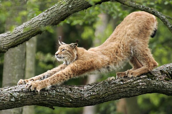 Luchs schneidet die Krallen am Baum ab