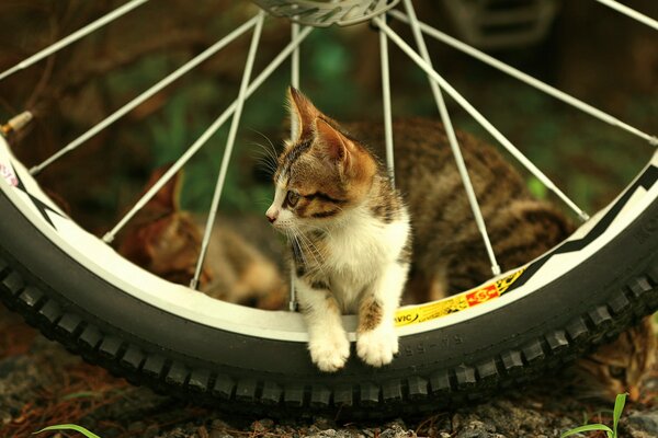 Picture of a kitten in a bicycle wheel