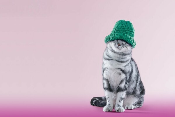 Gatto grigio con cappello verde