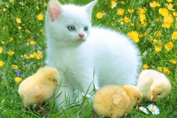 Petits poussins et chaton moelleux